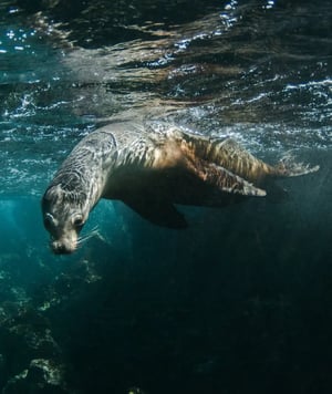 4-Day Northern Expedition | Galapagos Islands aboard Galapagos Legend